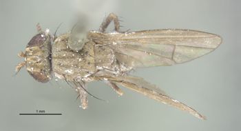 Media type: image;   Entomology 11132 Aspect: habitus dorsal view